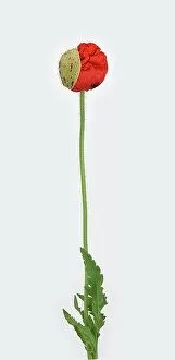 The Poppy Flower Gallery: Poppy flowers (Papaver rhoeas), bud, leaf, stem, Germany