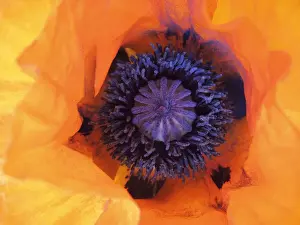 Papaver Prints: Poppy (Papaver), detail