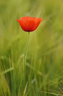 Images Dated 4th June 2011: Poppy -Papaver- in a barley field