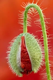 The Poppy Flower Gallery: Poppy (Papaver) bud before blooming