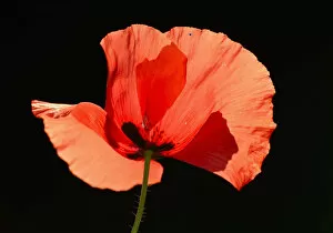 Poppy -Papaver rhoeas-, flower, backlighting