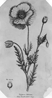 Poppy