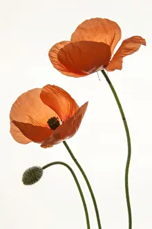 Papaver Prints: Poppy, Poppies -Papaver-