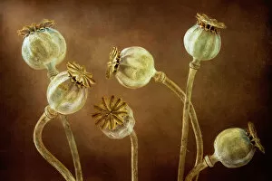 The Poppy Flower Gallery: Poppy seedheads