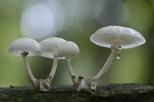 Porcelain Fungus -Oudemansiella mucida-, Emsland, Lower Saxony, Germany