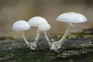Agaricales Prints: Porcelain Fungus -Oudemansiella mucida-, Emsland, Lower Saxony, Germany