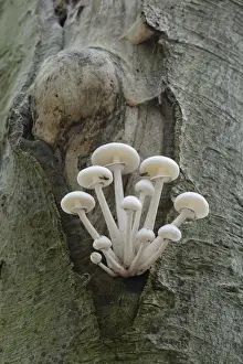 Agaricales Prints: Porcelain Fungus -Oudemansiella mucida-, Emsland, Lower Saxony, Germany
