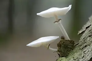 Agaricales Prints: Porcelain Fungus -Oudemansiella mucida-, Emsland, Lower Saxony, Germany