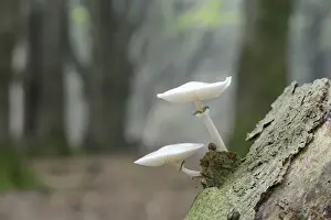 Agaricales Prints: Porcelain Fungus -Oudemansiella mucida-, Emsland, Lower Saxony, Germany