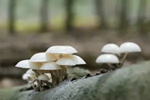 Porcelain Fungus -Oudemansiella mucida-, Emsland, Lower Saxony, Germany