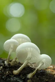 Basidiomycetes Prints: Porcelain Fungus (Oudemansiella mucida)