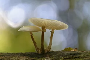 Images Dated 7th September 2014: Porcelain Fungus -Oudemansiella mucida-, Emsland, Lower Saxony, Germany