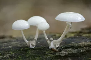 Images Dated 6th September 2014: Porcelain Fungus -Oudemansiella mucida-, Emsland, Lower Saxony, Germany