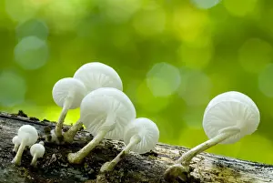Porcelain Fungus (Oudemansiella mucida in), with backlighting