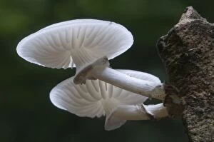 Tree Stump Gallery: Porcelain Mushroom or Porcelain Fungus (Oudemansiella mucida)