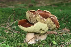 Basidiomycetes Prints: Porcini (Boletus edulis), Allgaeu, Bavaria, Germany, Europe