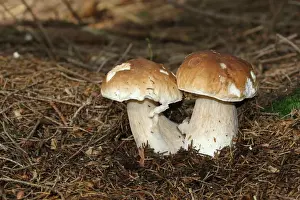 Allgau Prints: Porcini (Boletus edulis), Allgaeu, Bavaria, Germany, Europe