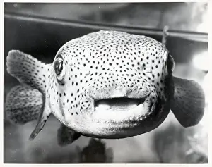 Porcupine Fish