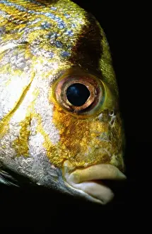 Porkfish (Anisotremus virginicus), close-up