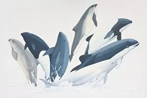 Several Porpoise (Phoecoenidae) species simultaneously jumping out from water