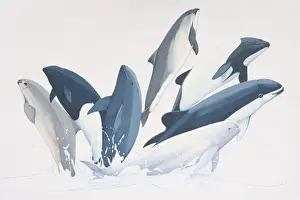Whale Prints: Several Porpoise (Phoecoenidae) species simultaneously jumping out from water