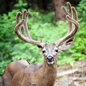 Vicki Jauron Wildlife Photography Prints: Portait of a Buck with Large Rack near Bridal Veil Falls in Yosemite