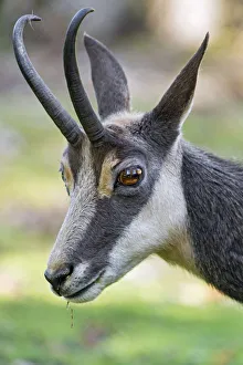 Images Dated 8th October 2017: Portait of a chamois