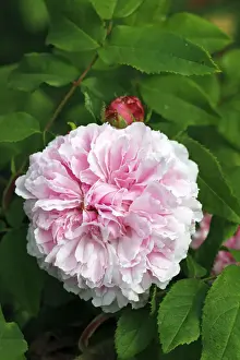 Variety Prints: Portland Rose variety Jacques Cartier