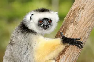 Portraii, Diademed Sifaka (Propithecus diadema), Madagascar, Africa