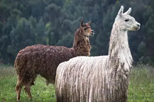 Inca Prints: Portrait of Alpacas (camelidae)