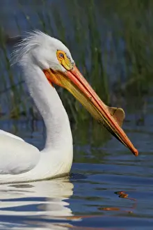 Oregon Prints: Portrait of American white pelican (Pelecanus erythrorhynchos), Oregon, USA