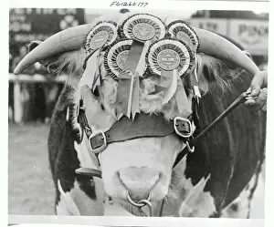 Portrait of an Award Winning Bull
