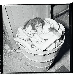 Baby Animal Prints: Portrait of Baby Chimpanzee
