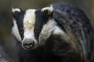 Images Dated 22nd March 2016: Portrait of a badger