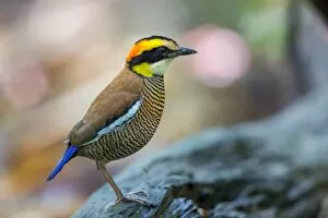 Images Dated 17th May 2016: Portrait of a Banded Pitta