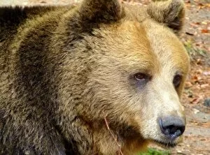 Bulgaria Gallery: Portrait of Bear in Belitsa, Bulgaria