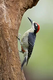 Images Dated 3rd February 2018: Portrait of a Black-cheeked Woodpecker
