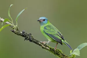 Images Dated 3rd February 2018: Portrait of a Blue Dacnis