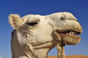Images Dated 11th November 2011: Portrait of a camel, Adrar Tekemberet, Immidir, Algeria, Sahara, North Africa