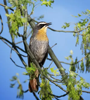 Images Dated 17th October 2018: Portrait of a Cape Robin-Chat Against Blue sky in Franschhoek