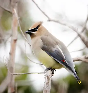 Portrait of a Cedar Waxwing (Bombycilla cedrorum) at Fire Island Lighthouse