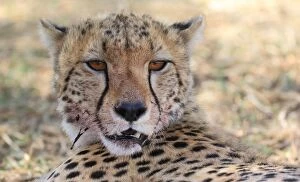 Images Dated 16th October 2015: Portrait of Cheetah after feeding