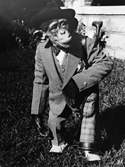 Dressed Up Prints: Portrait of dressed- up chimp