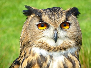 Images Dated 27th March 2011: Portrait of an eagle owl, Bubo bubo