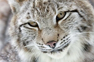 Portrait of a Eurasian Lynx -Lynx lynx-, Hesse, Germany