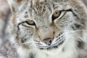 Carnivore Prints: Portrait of a Eurasian Lynx -Lynx lynx-, Hesse, Germany