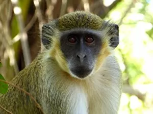 Nature Reserve Gallery: Portrait of a Green Vervet Monkey, Chlorocebus sabaeus