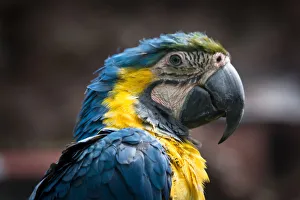 Dead Collection: Portrait of Guacamayo