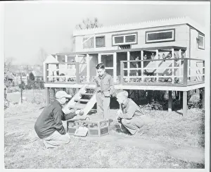Portrait of Harold Saunders and Pigeons