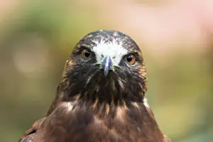 Cusco Prints: Portrait of Hawk